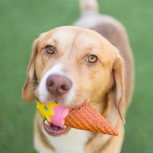 Dog Playing with Toy Ice Cream