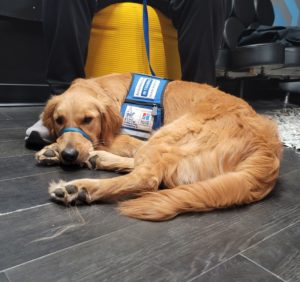Service dog lying down on ground