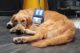 Service dog lying down on ground