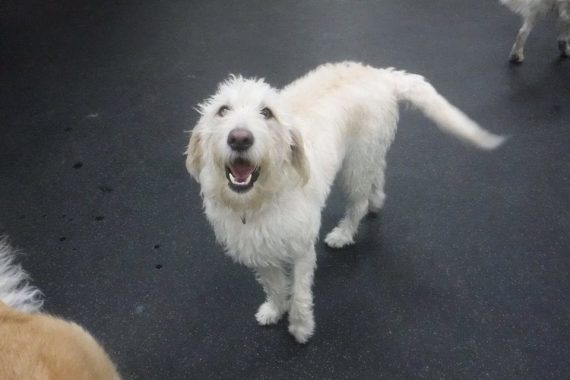 White dog smiling about playtime