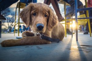 Dog on ground at restaurant