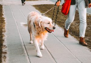 Dog on leash walking on sidewalk