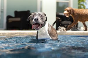 Dogs in pool