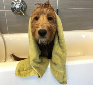 Dog with Towel on Head