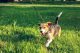 Dog on leash running on grass