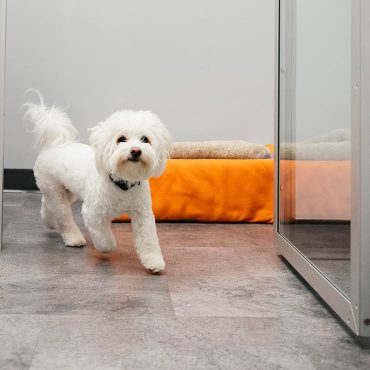 Bichon Frise dog walking