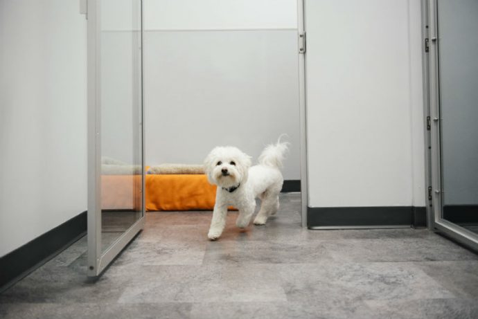 A small dog exiting from private doggie suite at Dogtopia.