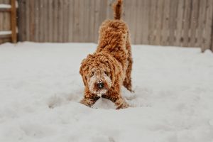Dog playing in snow