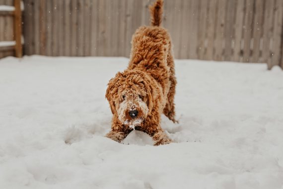 Dog playing in snow