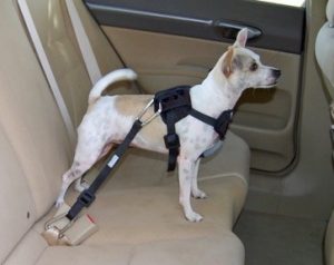 Dog safety harness with tether that attaches directly to auto's seatbelt webbing.