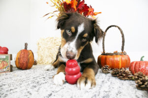 Brown and white dog laying down playing with a red KONG toy with a backdrop of fall decor