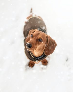 Dog in snow