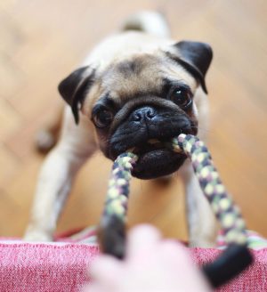 Dog pulling on toy