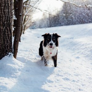 Dog playing in the snow