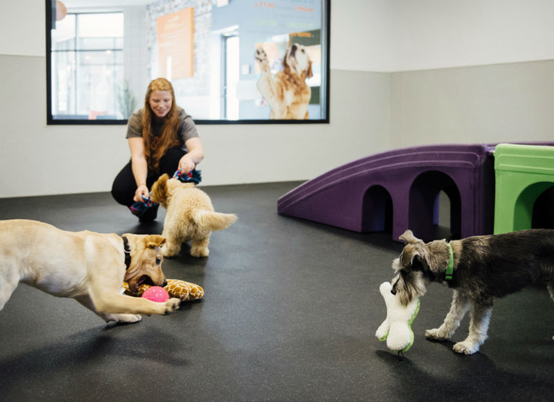 Dogs playing with toys at Dogtopia of South Elgin daycare playroom.