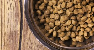 Bowl with dog food