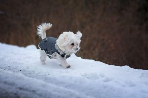 Small Dog Wearing Jacket in Snow