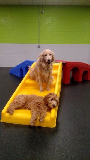 Dogs in Dogtopia Playroom