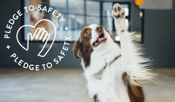 Pledge to Safety Dogtopia