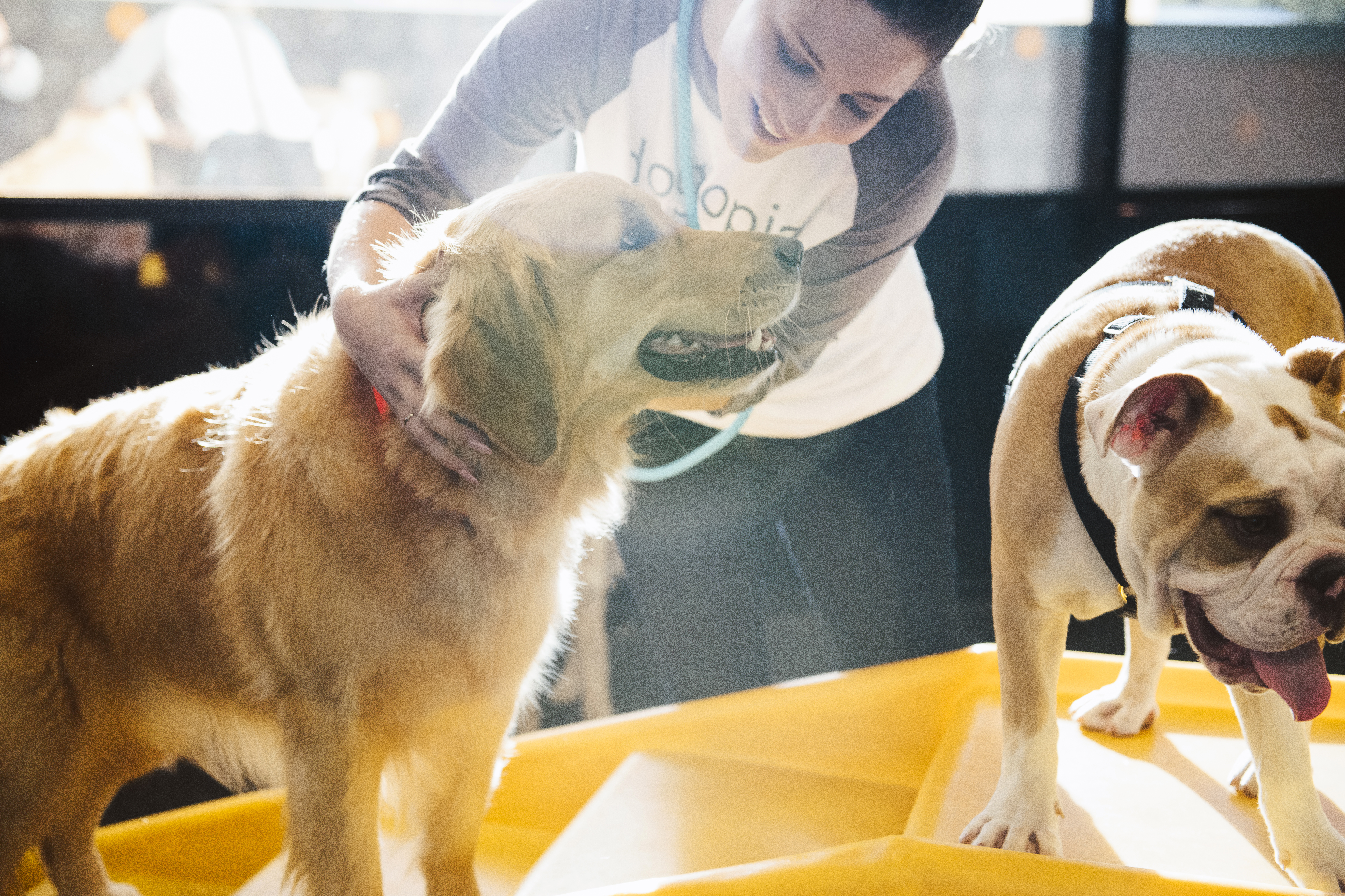 keep your dog cool this summer at Dogtopia