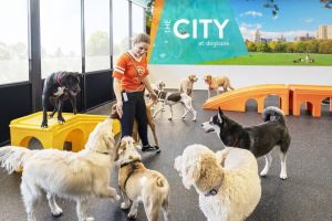 Dogtopia Canine Coach in City playroom with group of dogs