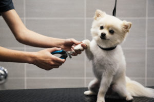 Small dog getting nails clipped at Dogtopia spa