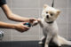 Small dog getting nails clipped at Dogtopia spa
