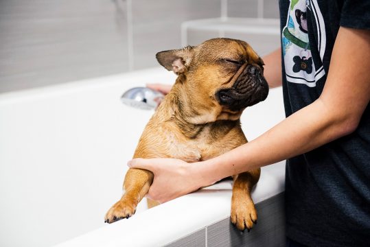 Doggy Having Relaxing Bath Time