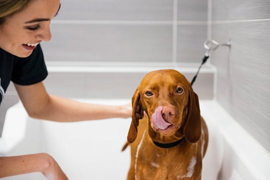 Dog feeling happy after receiving grooming care