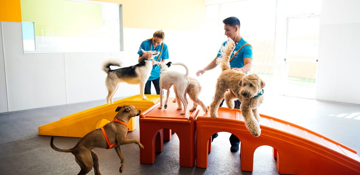 Dogtopia workers playing with dogs