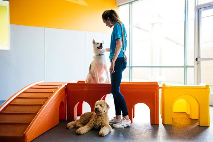 Dog behavior expert teaches dog obedience at Dogtopia