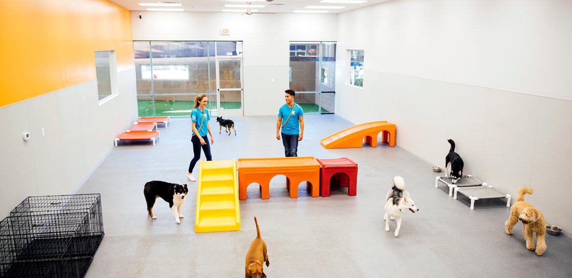 Dogtopia dog playroom