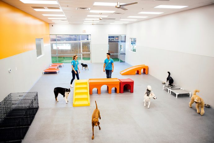 Dogtopia's playroom with dogs
