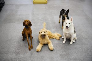 Four dogs in Dogtopia playroom