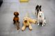 Group of four dogs in Dogtopia playroom beside each other
