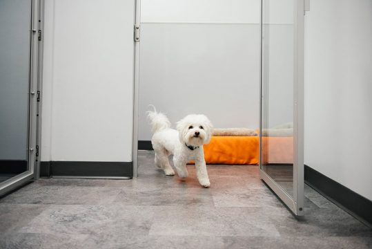 Dog boarding at Dogtopia running to the open playroom