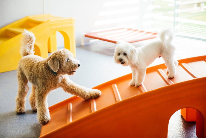 Two dogs playing in a dogtopia dog daycare playroom
