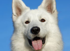 White Dog with Tongue Out