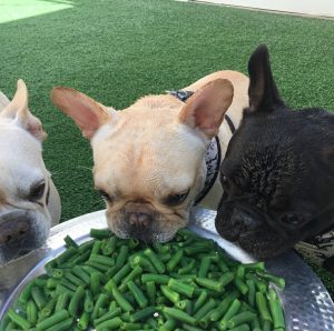 Puppies eating veggies