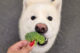 A hand holding a broccoli floret at a dog's mouth