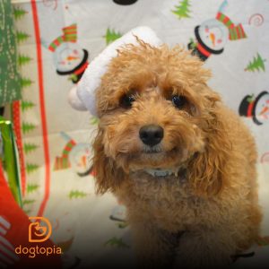 Dog in a holiday attire