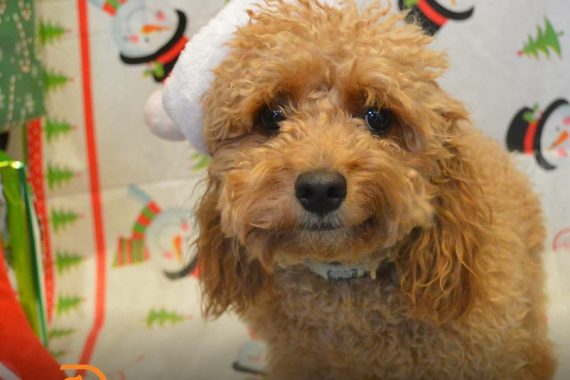 Dog in a holiday attire