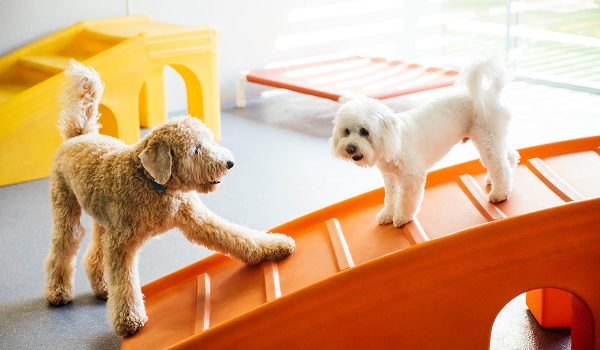 Two dogs playing at dog daycare