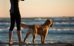 Dog and pet parent on ocean shore