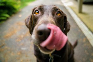 Brown lab licking their own face