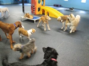 Playtime at Dogtopia
