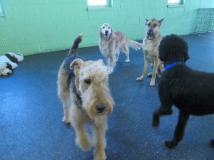 Welsh terrier with other dogs