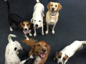 Happy group of dogs