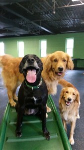 Golden retrievers photobombing