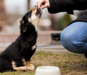 Dog being fed treat